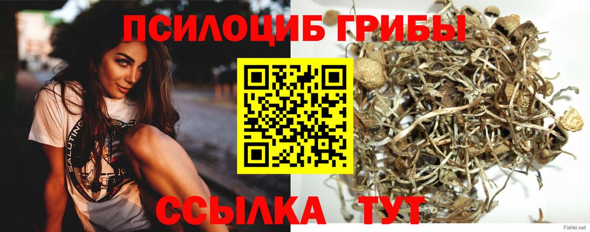 закладка  Псилоцибиновые грибы мицелий  Галлюциногенные грибы Cubensis  Вход с VPN  Киреевск 